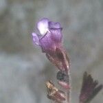 Chaenorhinum origanifolium Žiedas