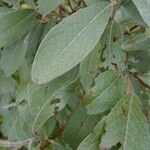 Salix lapponumFolla