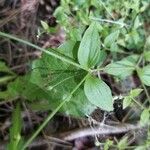 Moehringia trinervia Leaf