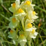 Linaria vulgarisÇiçek