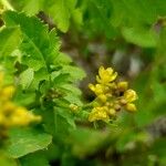 Rorippa palustris Λουλούδι