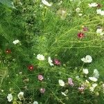 Cosmos bipinnatusFlower