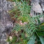 Galactites duriaei Fula