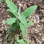 Phlomis purpureaЛист