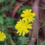 Crepis micrantha 花