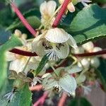 Actinidia arguta Blomma