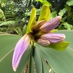 Worsleya procera Kwiat
