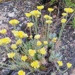 Helichrysum stoechas Çiçek