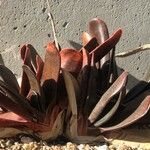 Gasteria pillansii Yaprak