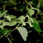 Solanum schlechtendalianum Іншае