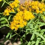 Euthamia graminifolia Flower