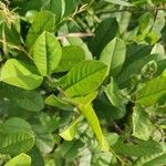 Crotalaria spectabilis Leaf