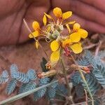 Hoffmannseggia glauca Fleur