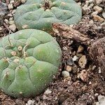 Matucana madisoniorum 葉