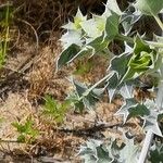 Eryngium maritimum Blad