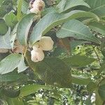 Syzygium samarangense Květ