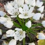 Allium neapolitanum Blüte