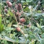 Silene latifolia Fruit