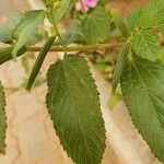 Corchorus olitorius Leaf