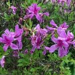 Rhododendron canadense Flor