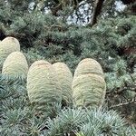 Cedrus atlantica果實