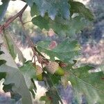 Quercus pubescens Fruit