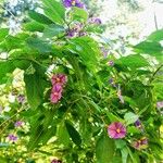 Solanum laciniatum Blomma