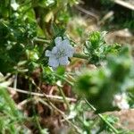 Cichorium intybus花