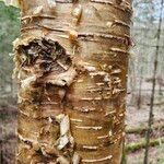 Betula alleghaniensis 樹皮