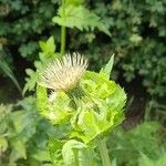 Cirsium oleraceum花