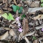 Cyclamen hederifoliumFlor