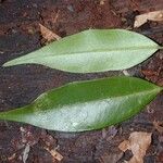 Myrciaria vexator Leaf