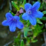 Glandora prostrata Flower