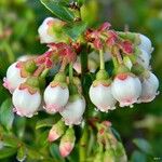 Vaccinium myrsinites Flower