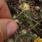 Pilosella soleiroliana Fula