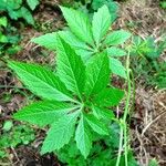 Cyclanthera pedata 葉