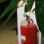 Begonia maculata Virág