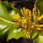 Palicourea rigida Flower