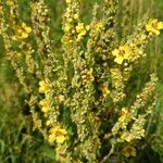 Verbascum nigrumFloro