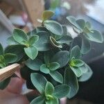 Peperomia verticillata Feuille