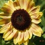 Helianthus giganteus Flower