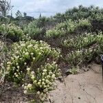 Ozothamnus leptophyllus Hábito