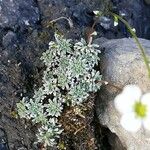 Saxifraga caesia Blatt