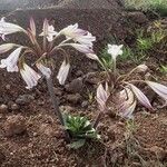 Crinum macowanii Hábitos