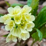 Cardamine enneaphyllos 花