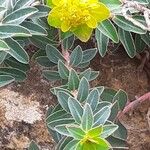 Euphorbia flavicoma পাতা