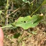 Atriplex littoralis 葉