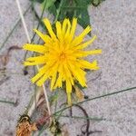 Hieracium umbellatumFlower