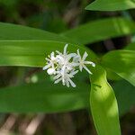 Maianthemum stellatum Flower