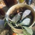 Hoya carnosa List
